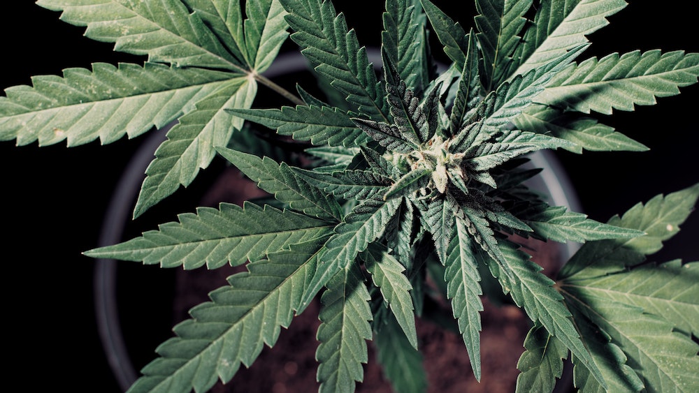 Les défis juridiques de la production de bonbons CBD